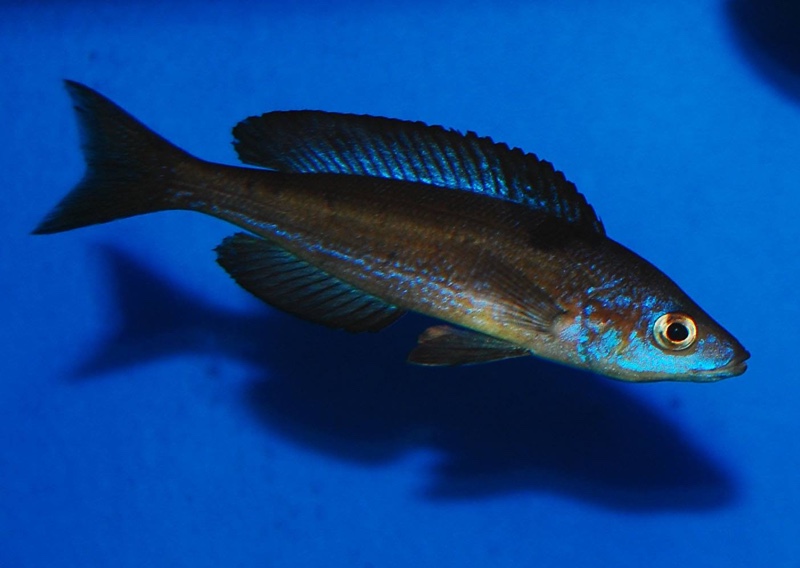 Cyprichromis microlepidotus 'Milima Island'